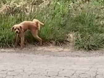 目撃された犬 目撃された犬