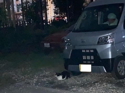 目撃された猫 目撃された猫