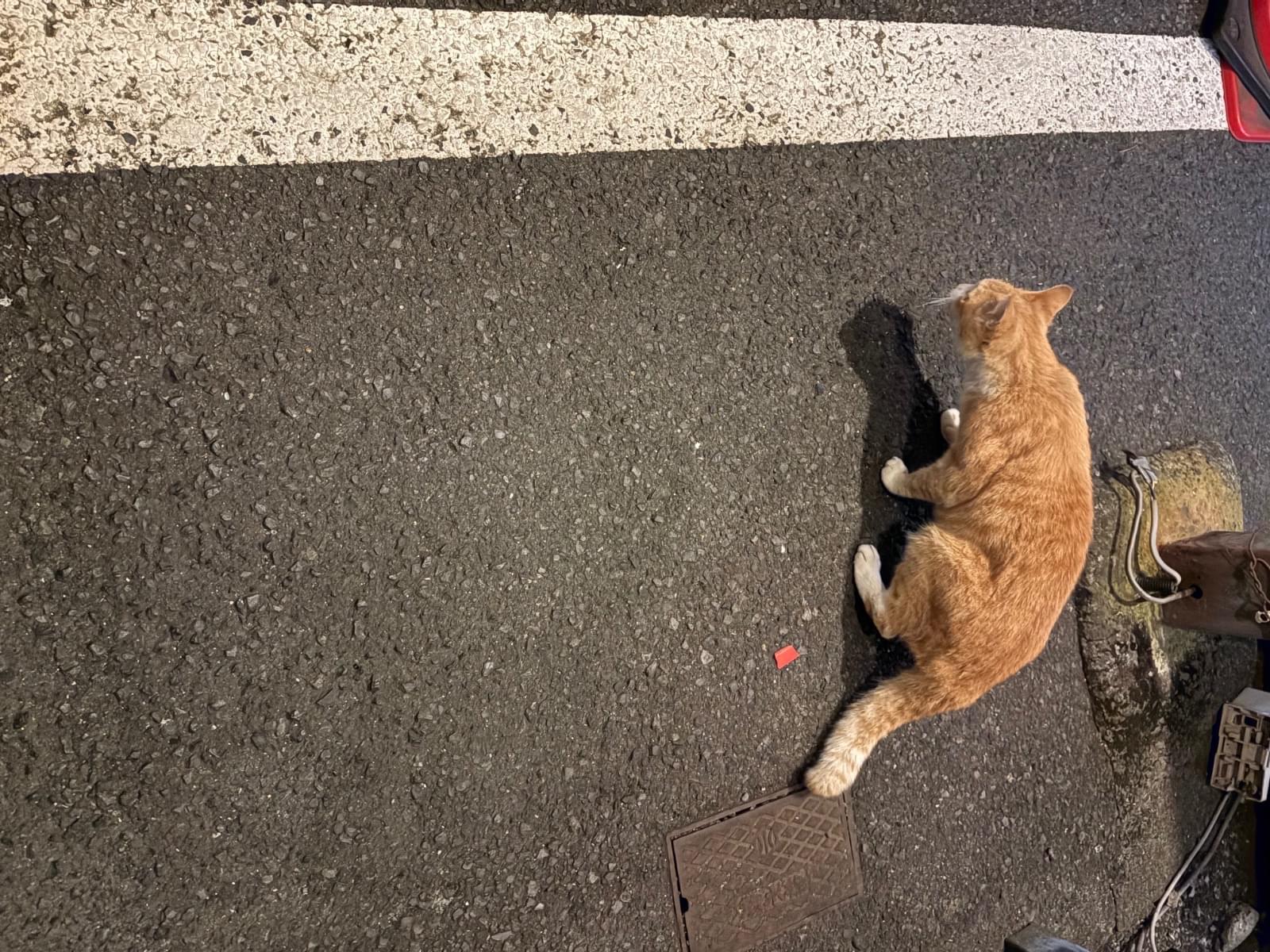目撃された猫 目撃された猫