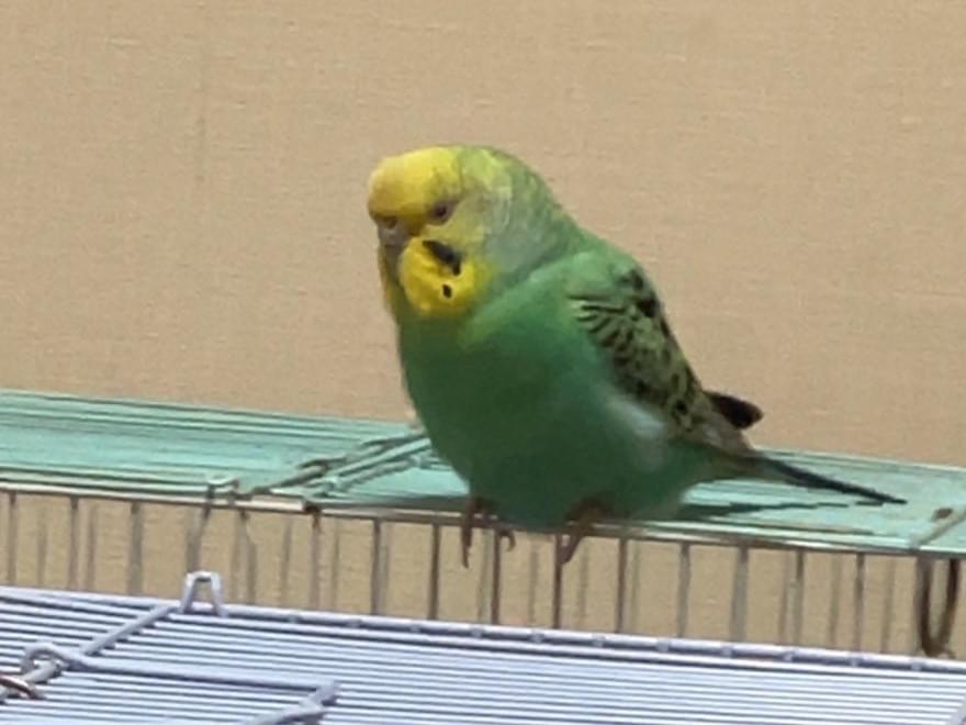 あおちゃん あおちゃん