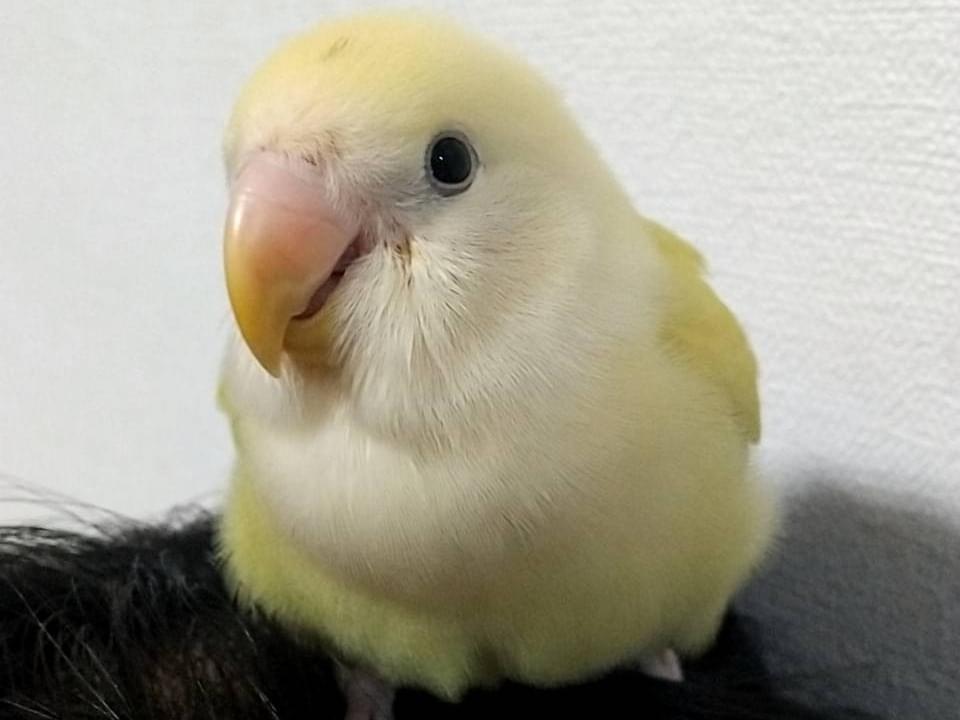 ゆずちゃん ゆずちゃん