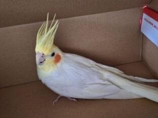保護された鳥