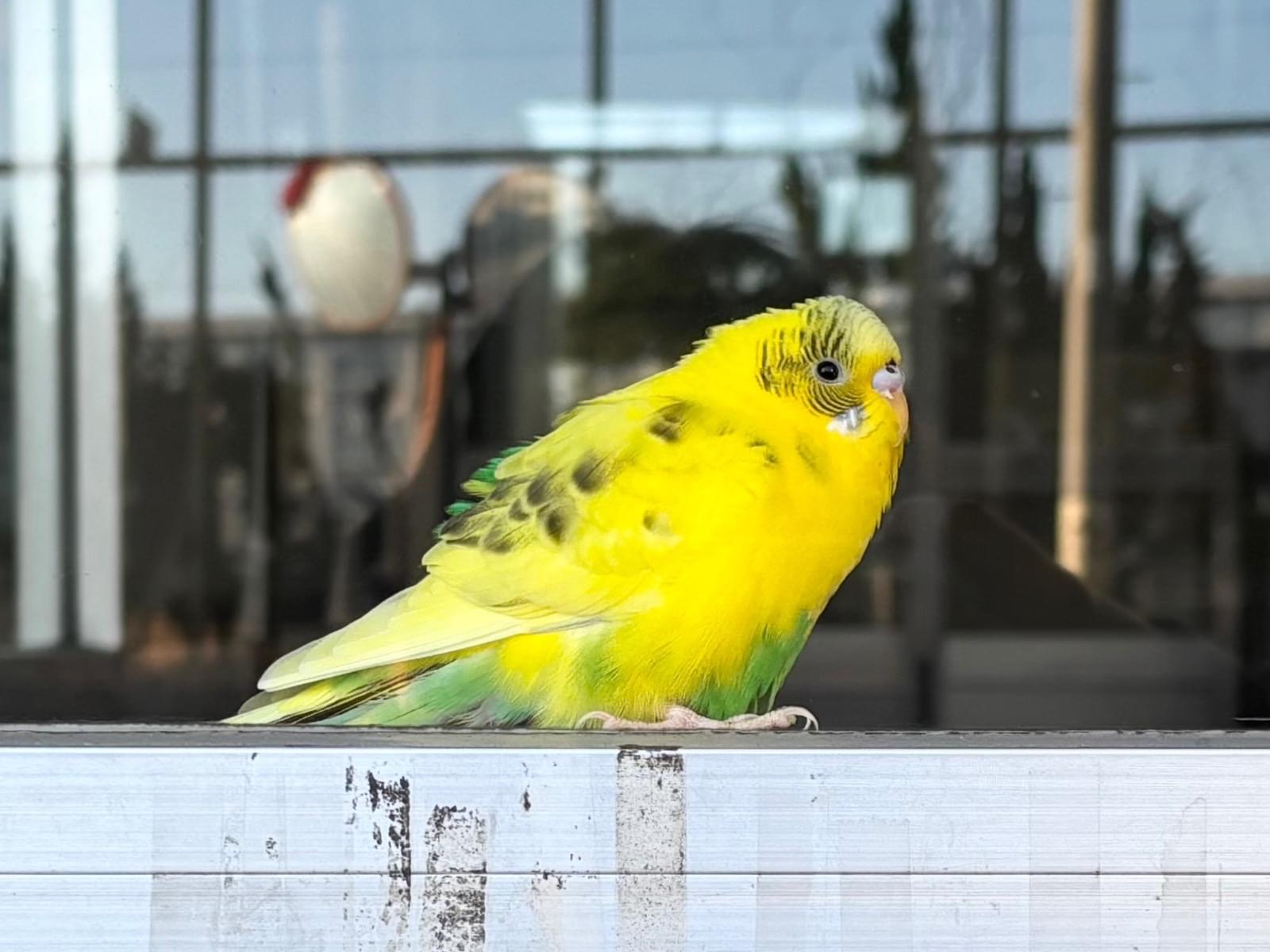保護された鳥 保護された鳥