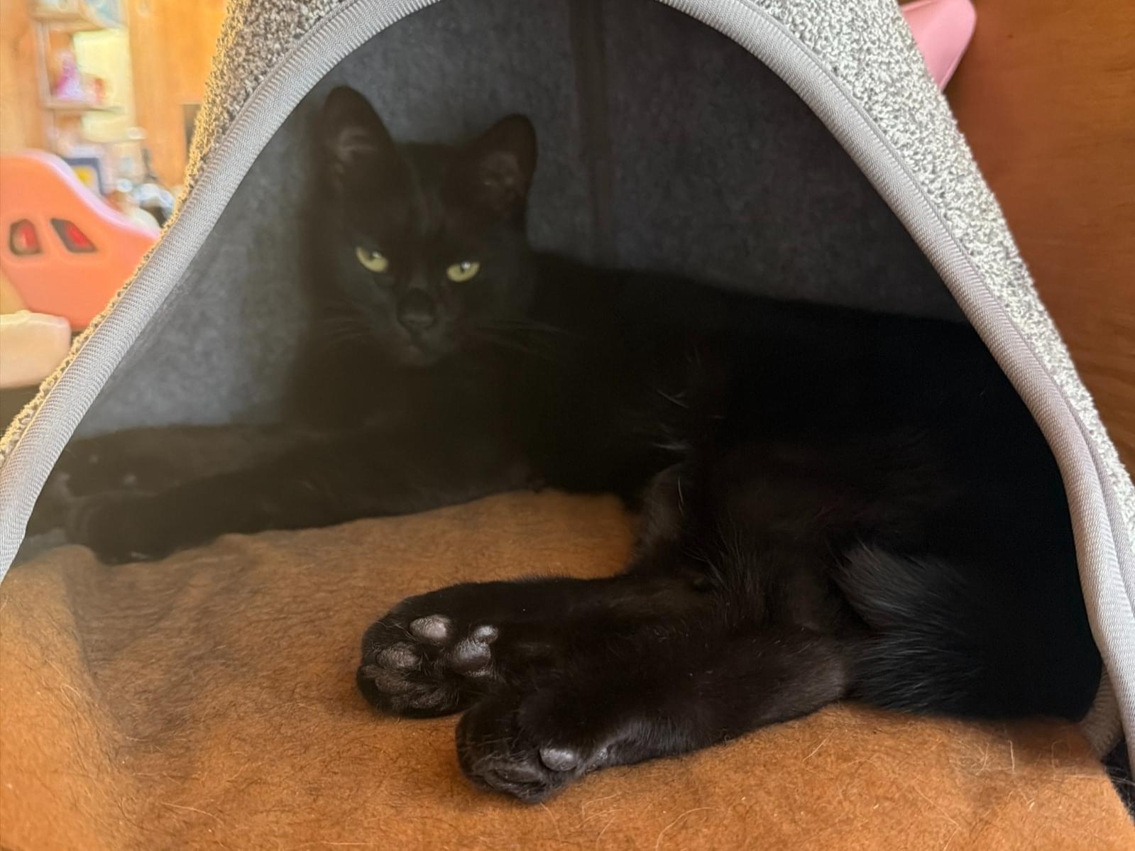 おはぎちゃん おはぎちゃん