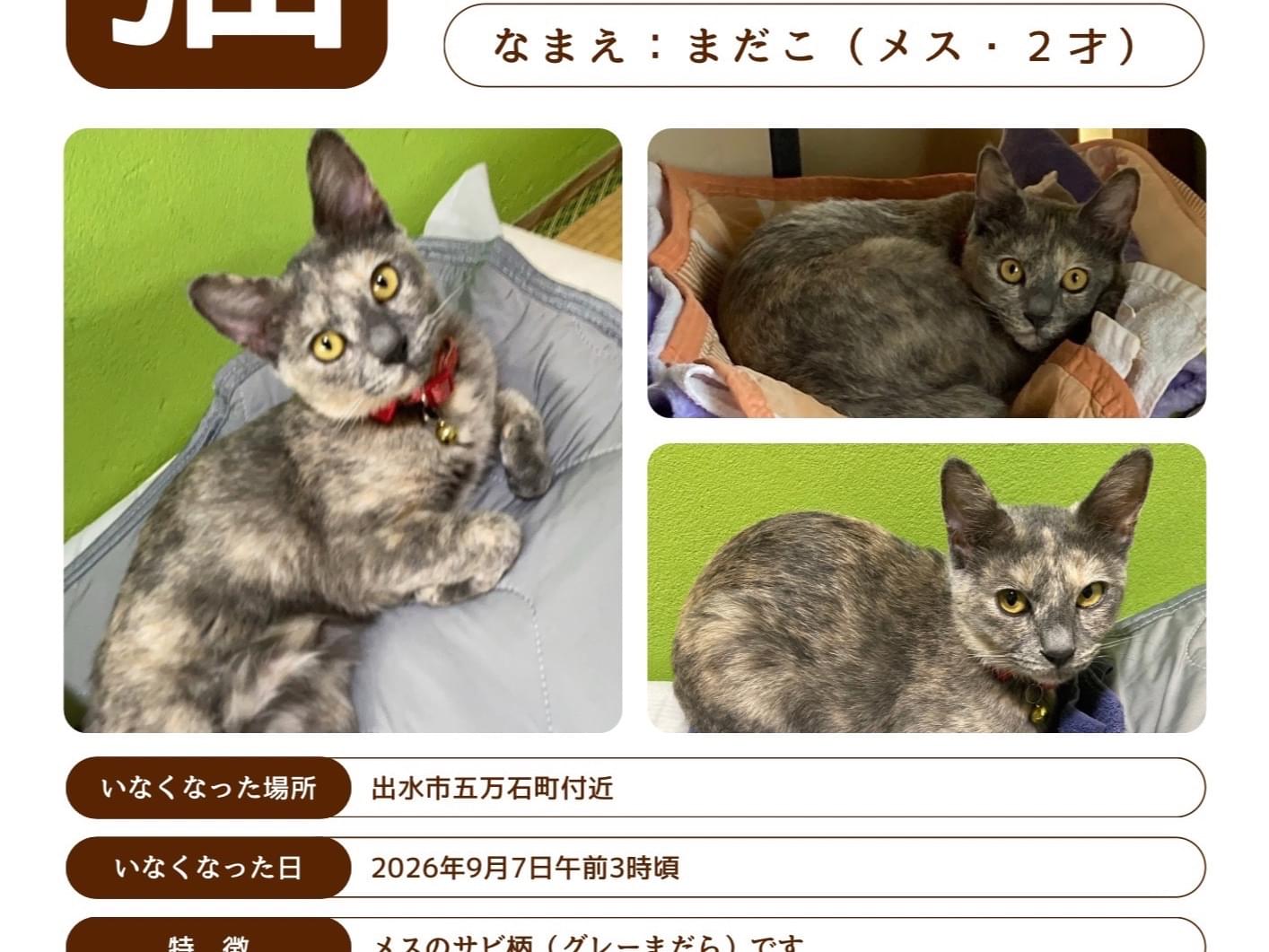 まだこちゃん まだこちゃん