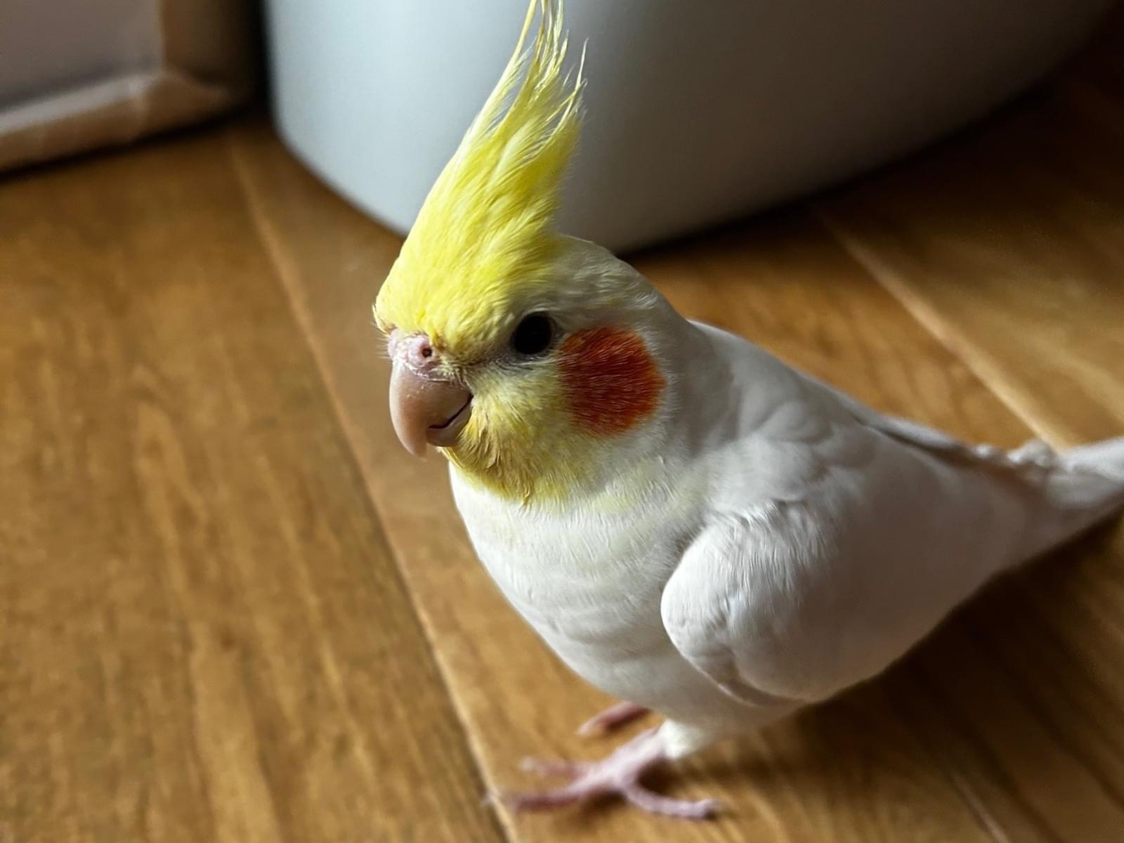 くうちゃん くうちゃん