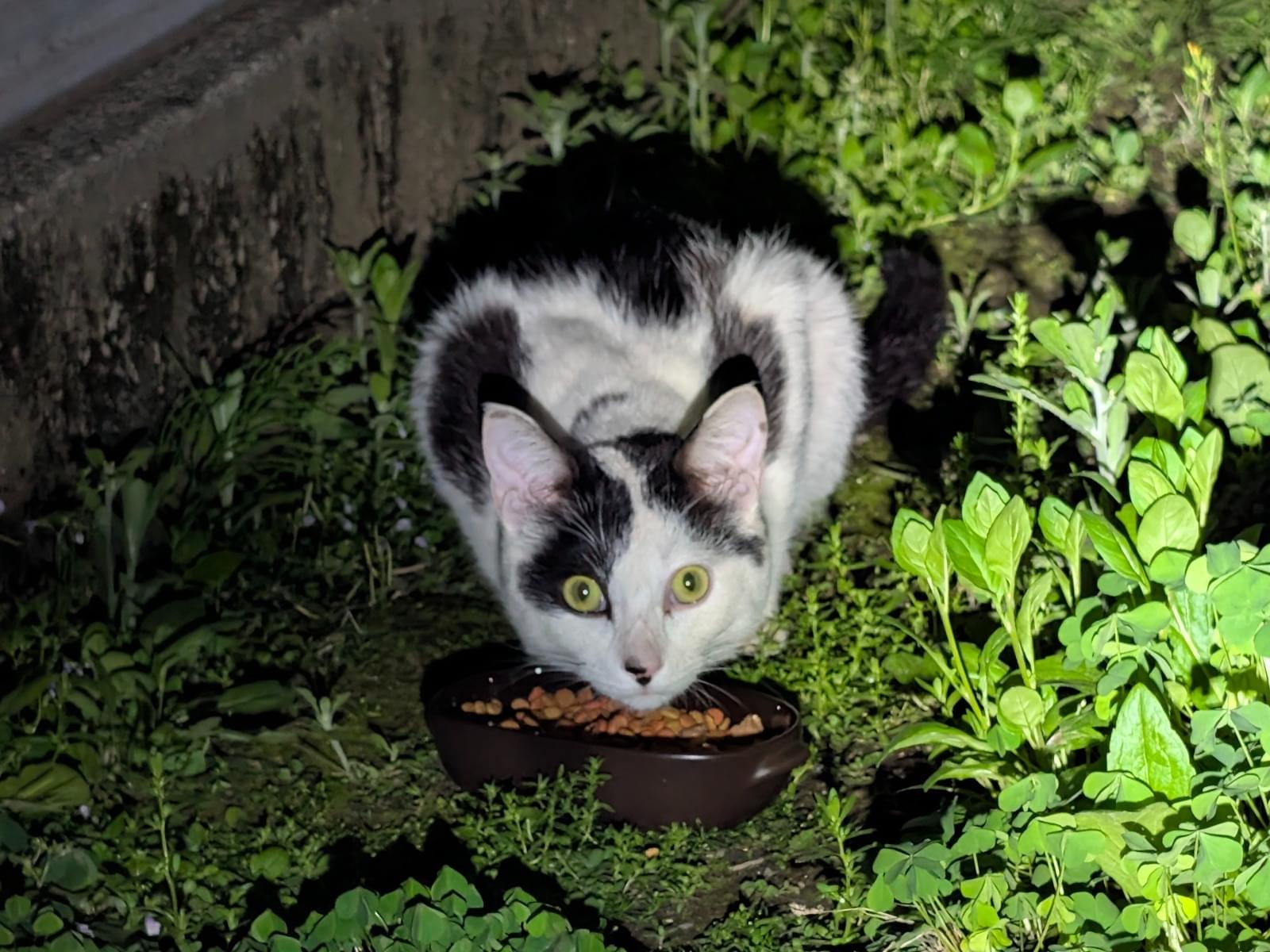 目撃された猫