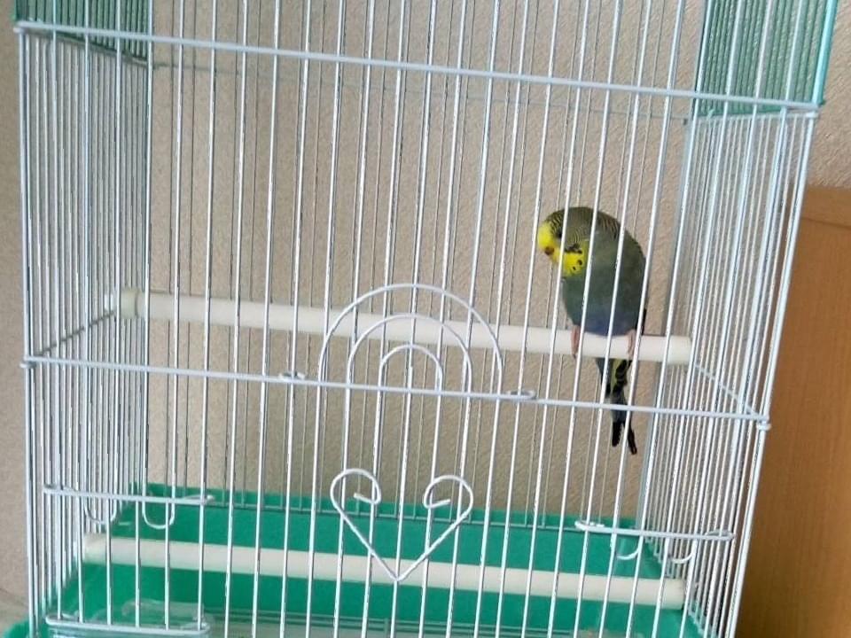 保護された鳥 保護された鳥