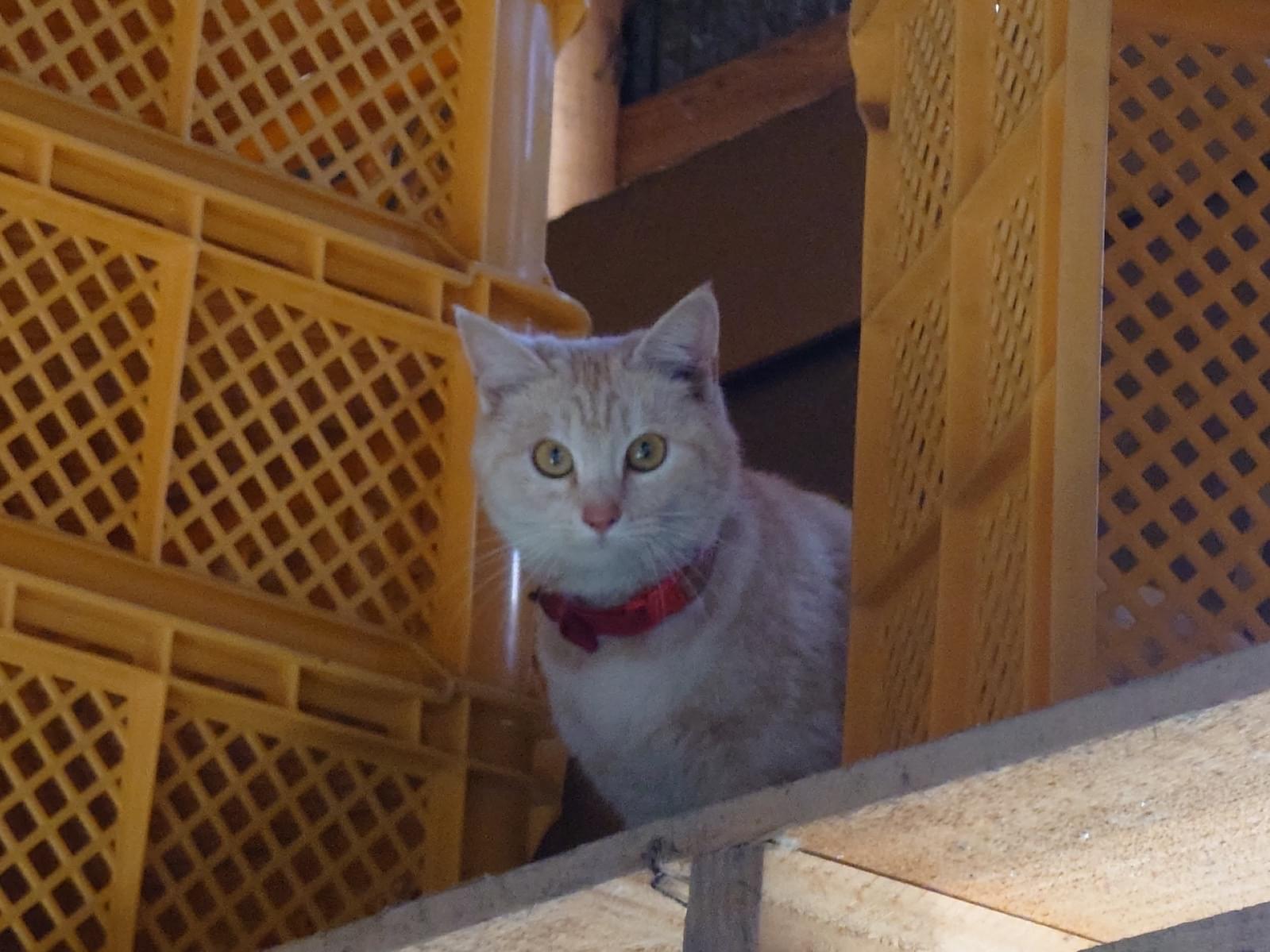 目撃された猫 目撃された猫