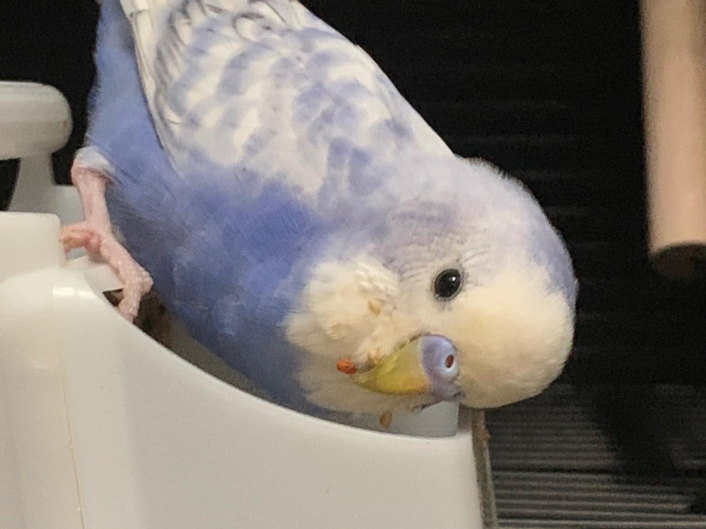 ポテトちゃん ポテトちゃん