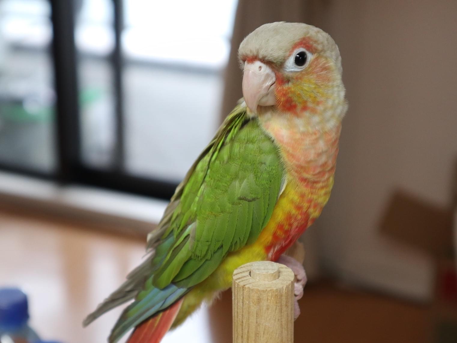 ウルちゃん ウルちゃん
