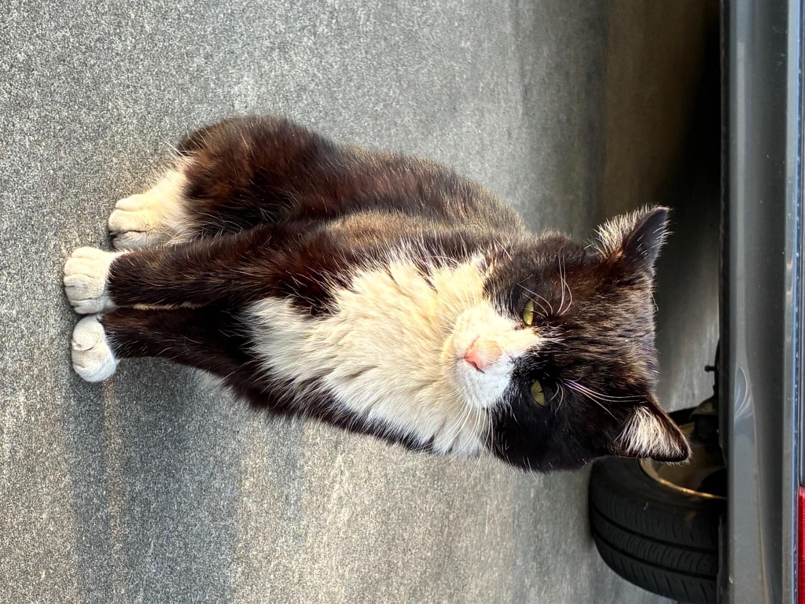 保護された猫