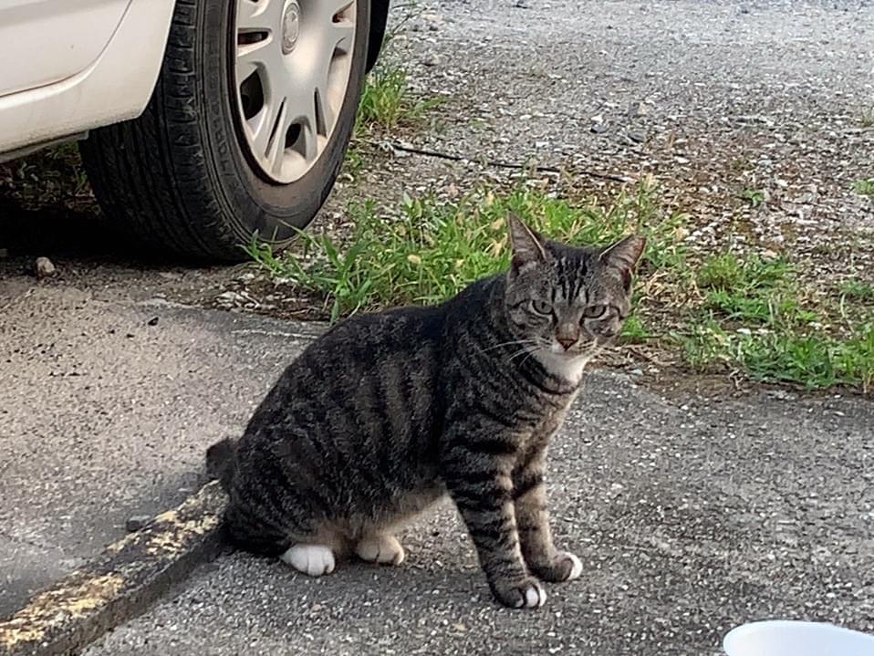 迷子になった猫 迷子になった猫