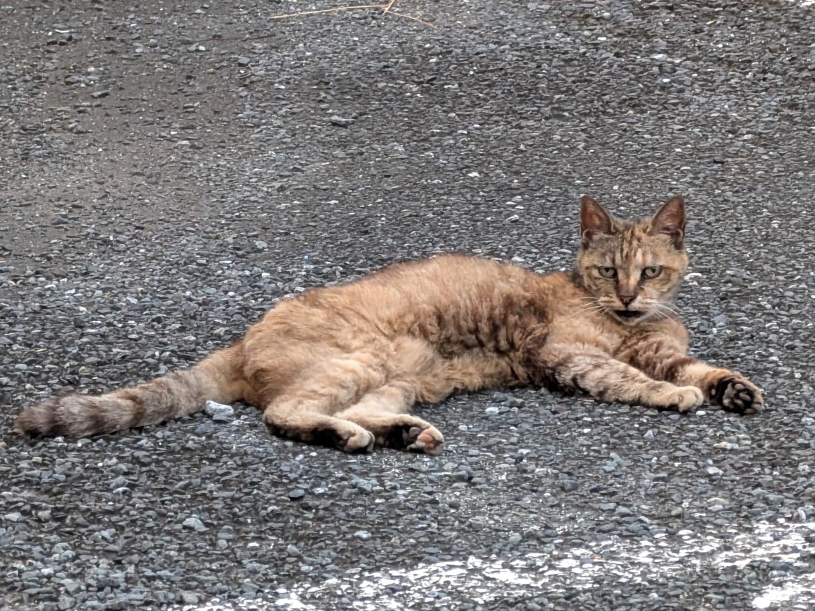 目撃された猫 目撃された猫