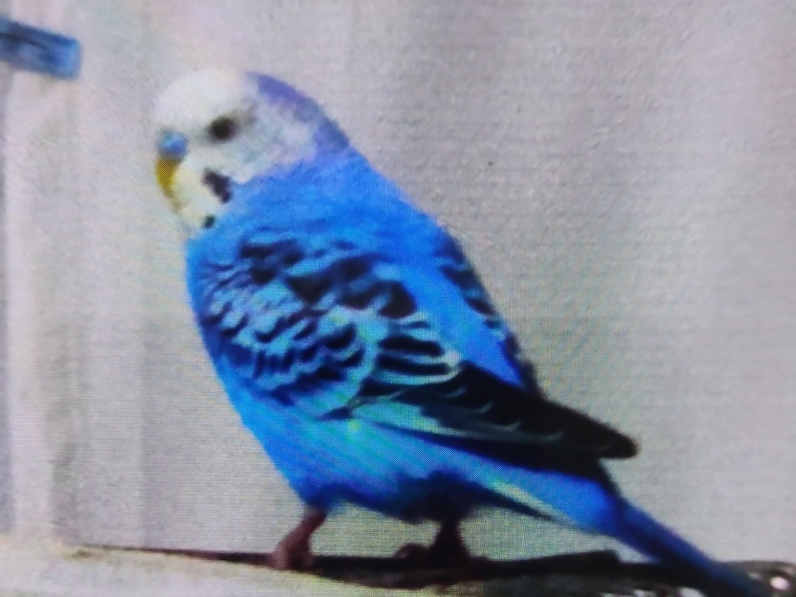 うめちゃん うめちゃん