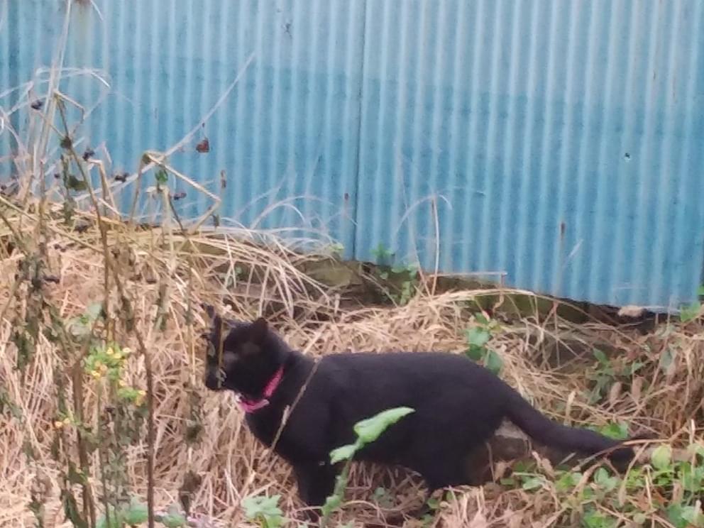 目撃された猫 目撃された猫