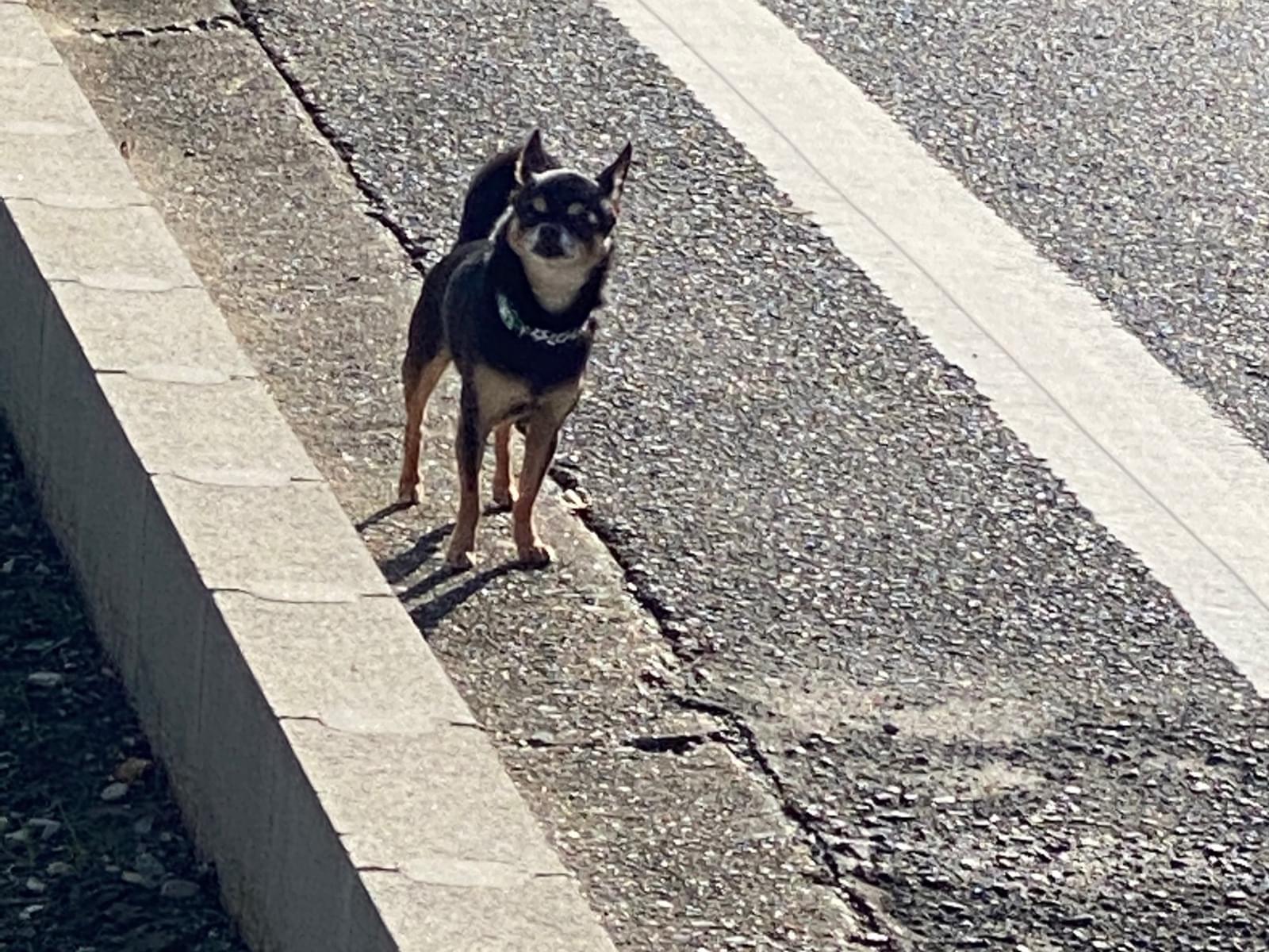 目撃された犬 目撃された犬
