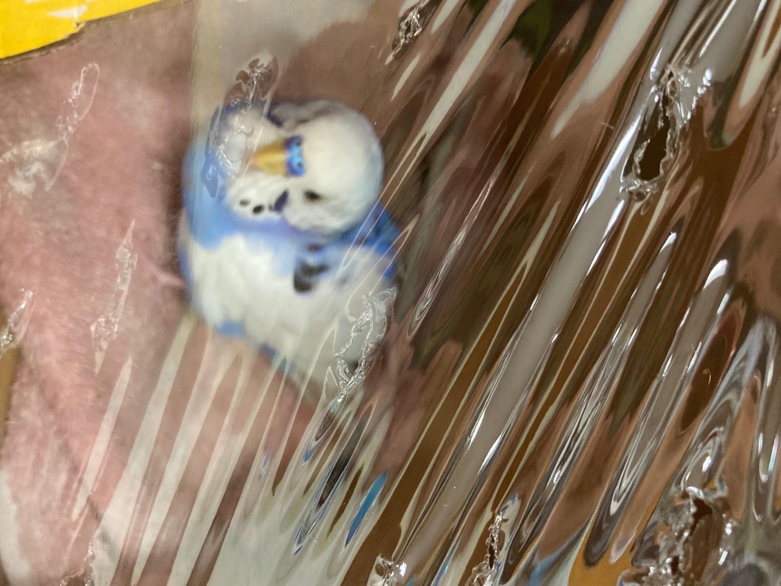 保護された鳥 保護された鳥