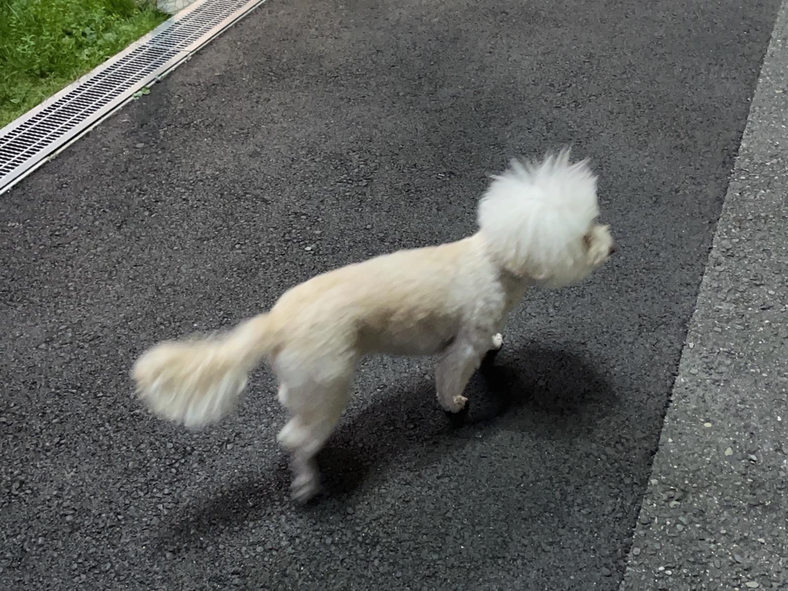 目撃された犬 目撃された犬