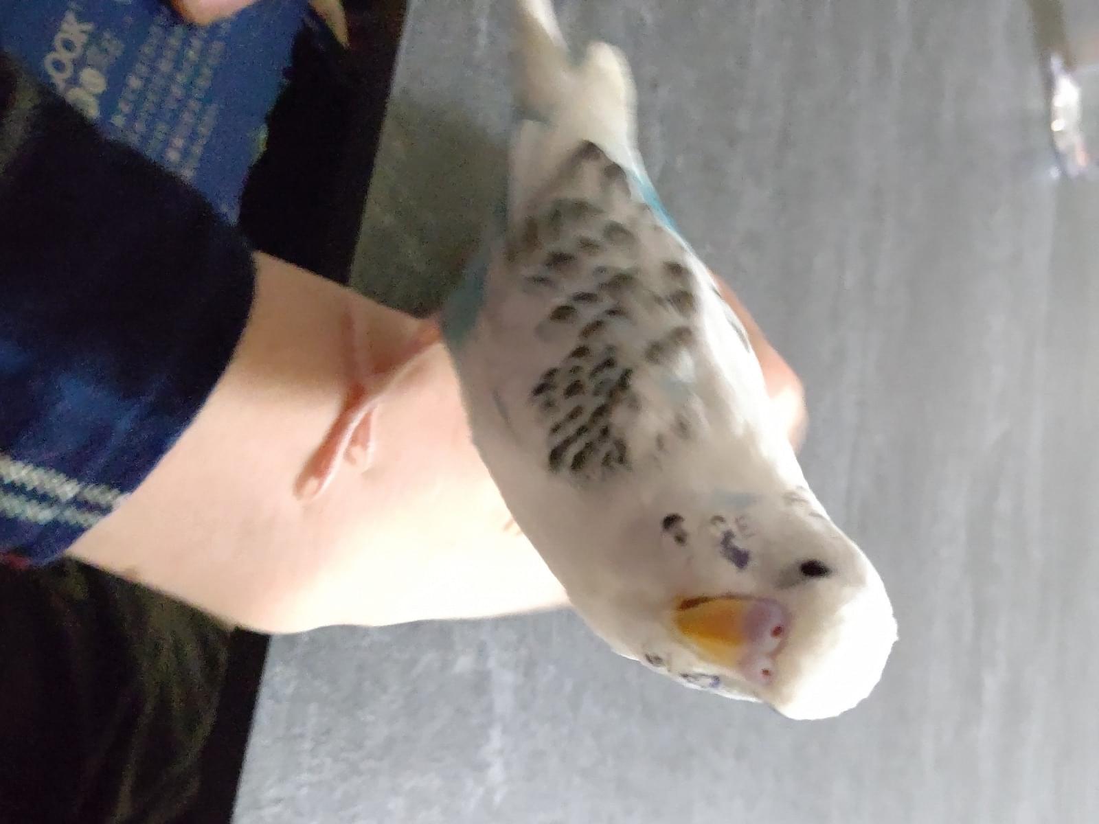 ランちゃん ランちゃん