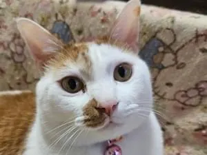 右口上茶 茶白猫