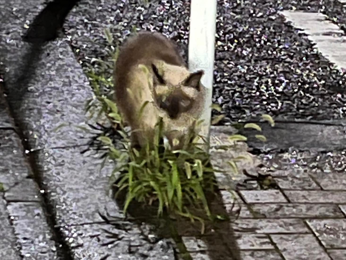 目撃された猫 目撃された猫