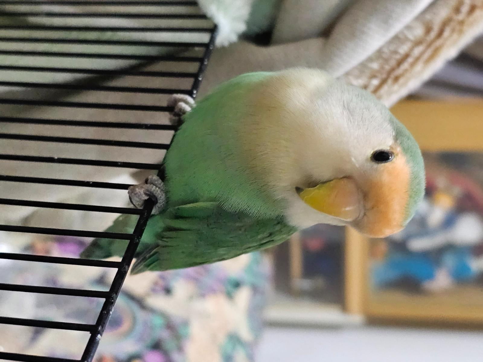 ふーちゃん ふーちゃん