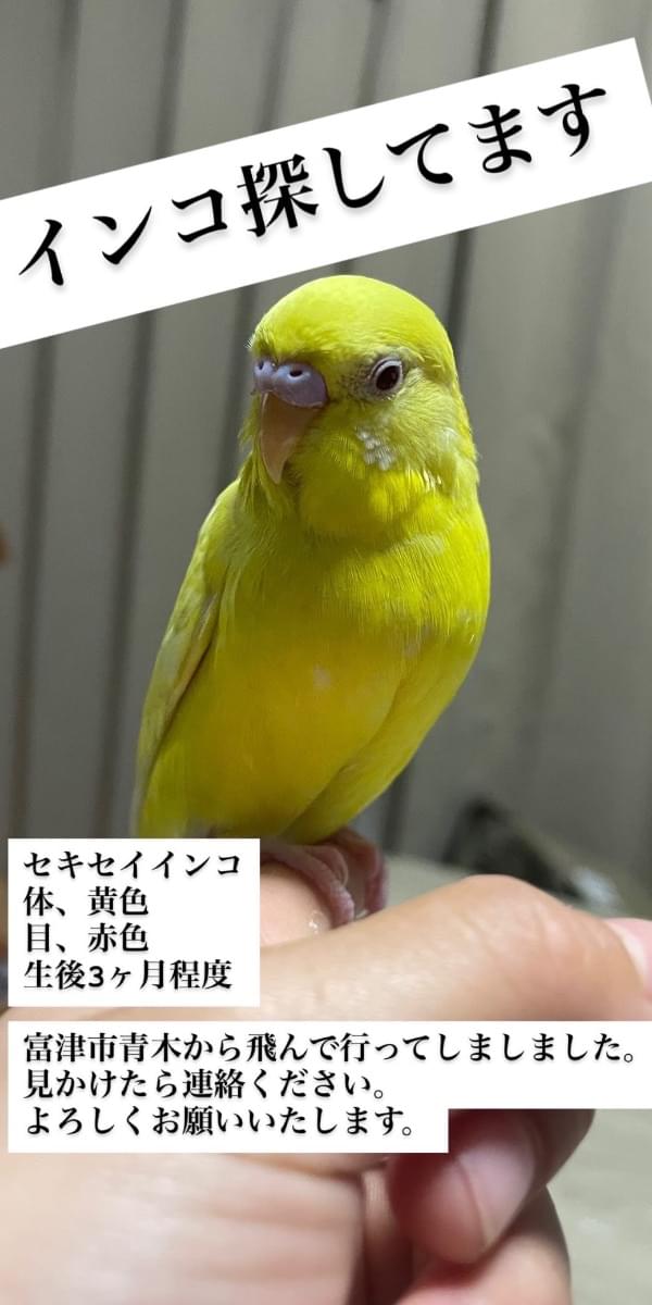 体が黄色で目が赤色セキセイインコ探しています!!