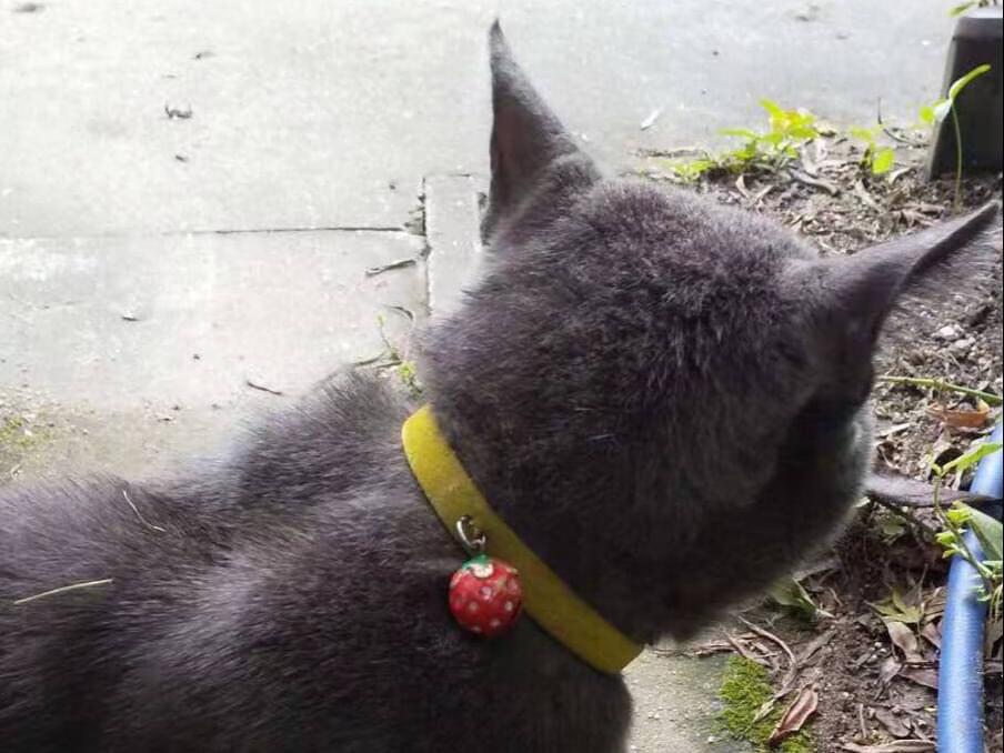 目撃された猫 目撃された猫