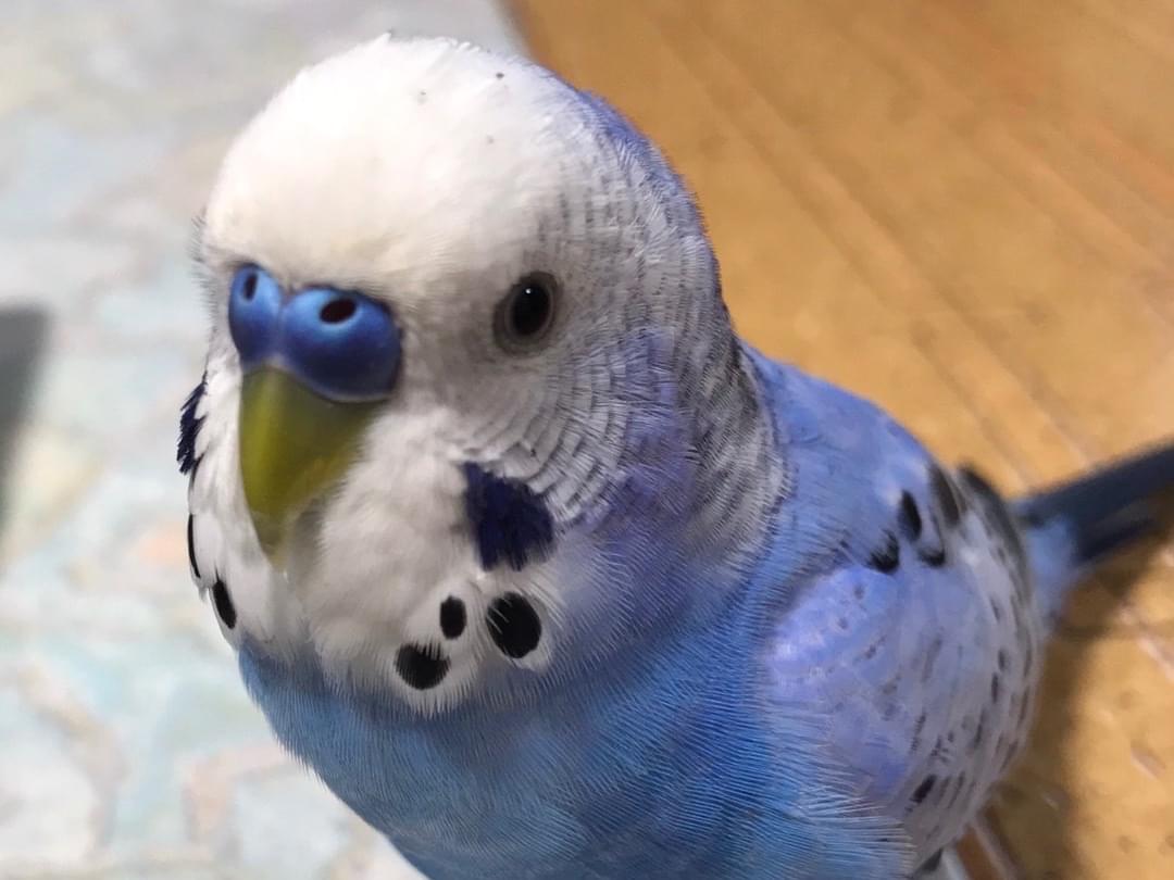 ラムネちゃん ラムネちゃん