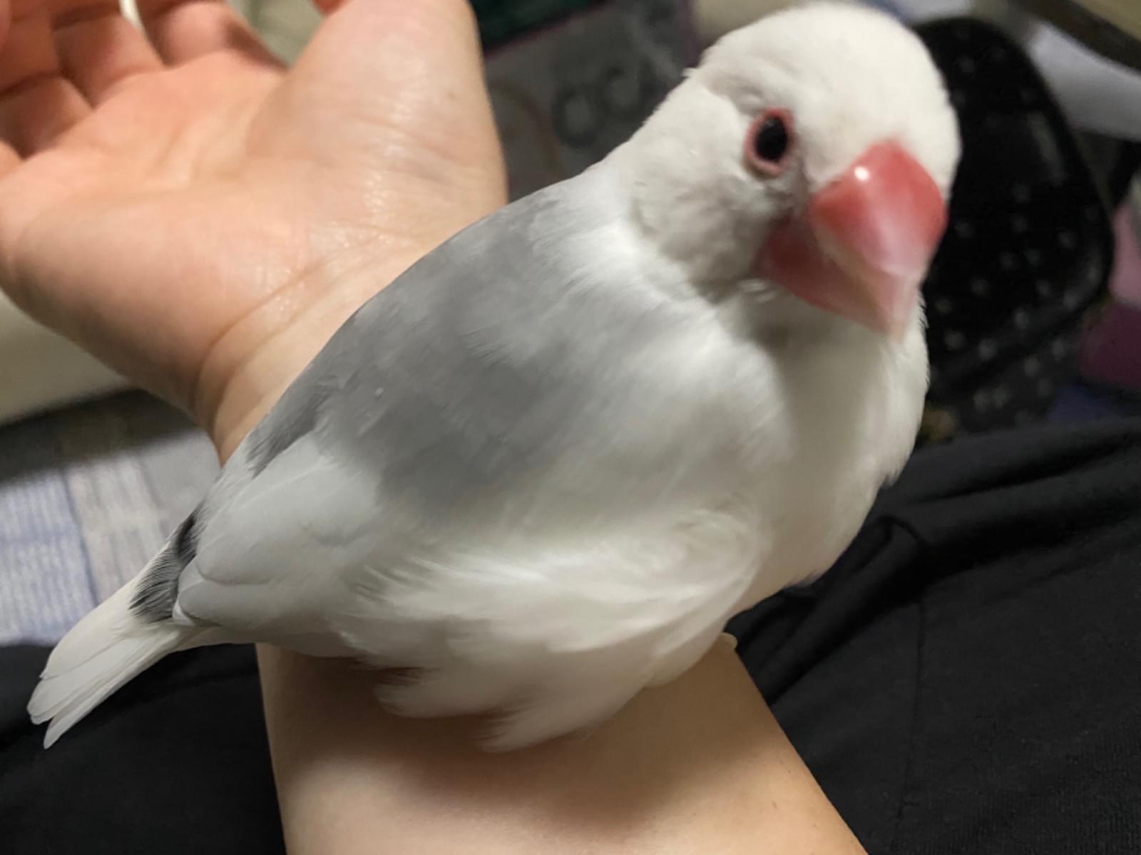 保護された鳥 保護された鳥