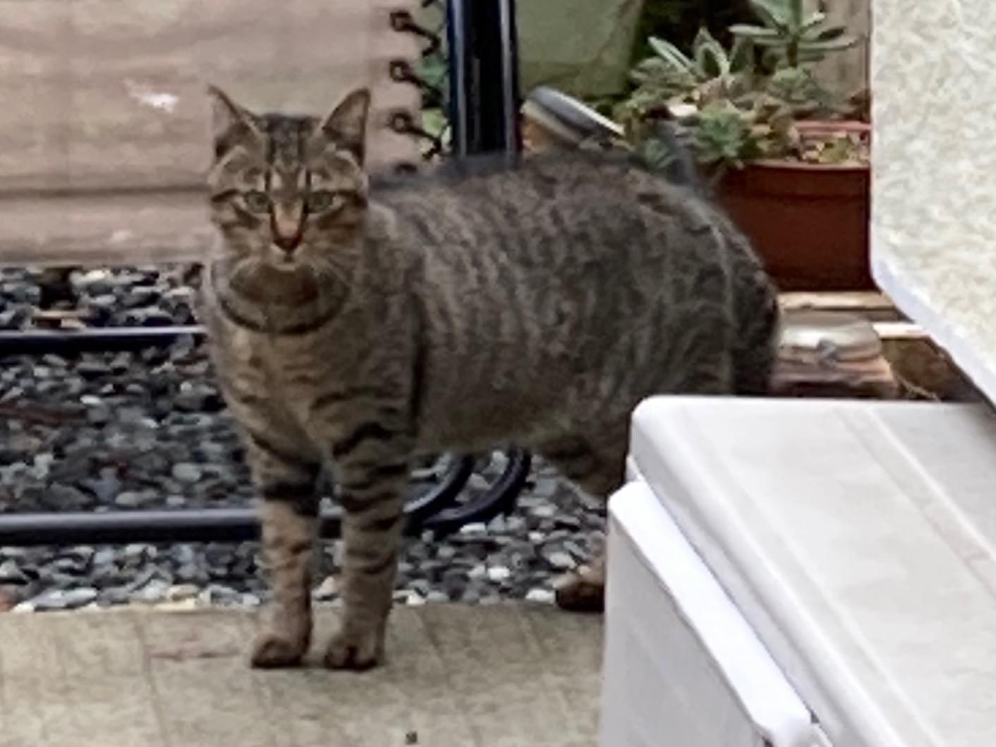 目撃された猫 目撃された猫