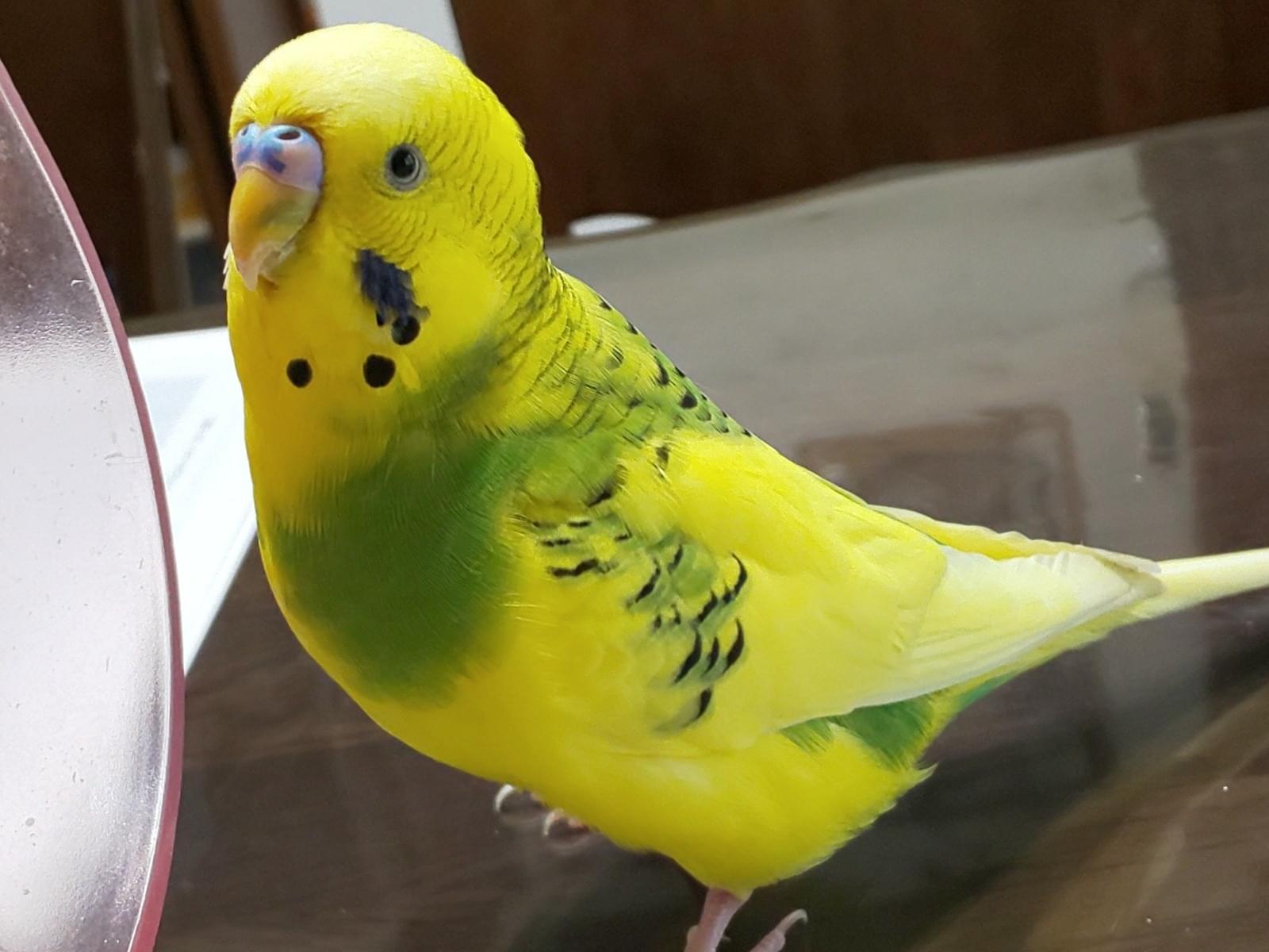 むぎちゃん むぎちゃん