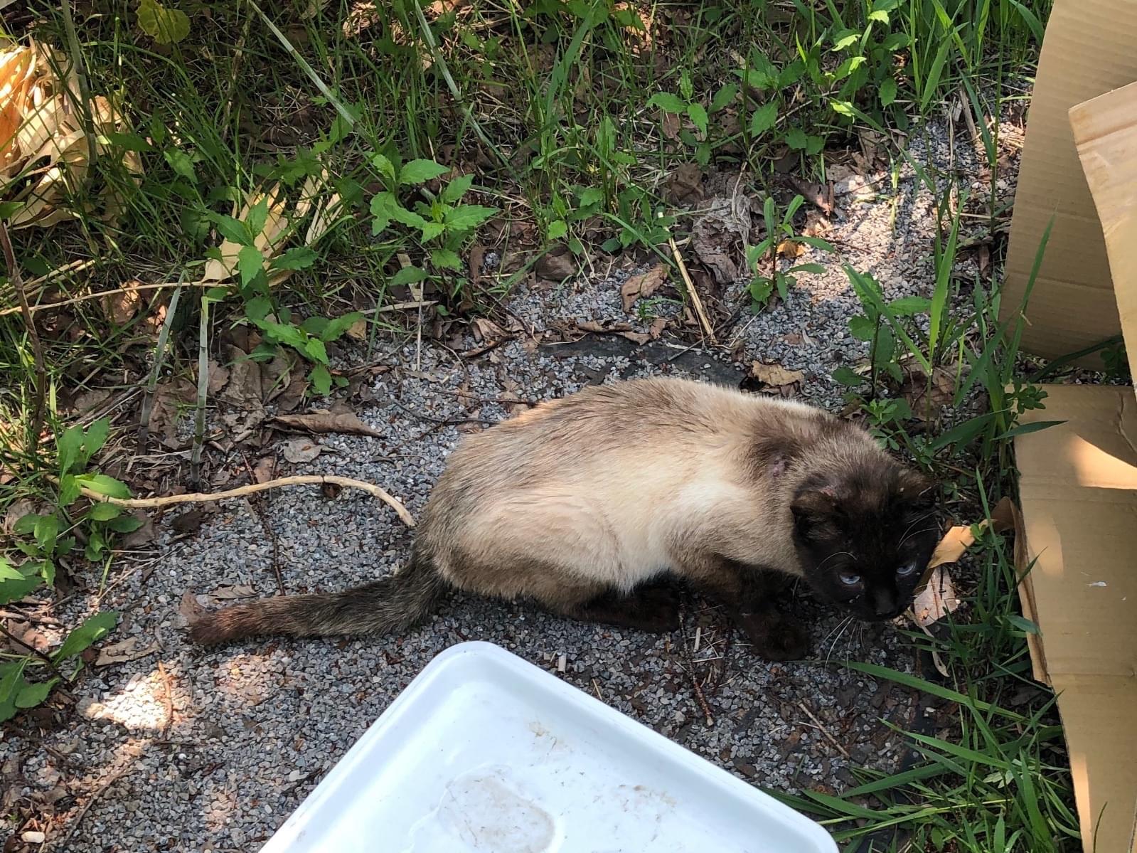 目撃された猫 目撃された猫