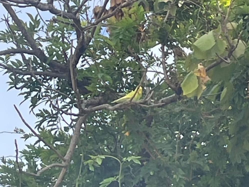 目撃された鳥 目撃された鳥
