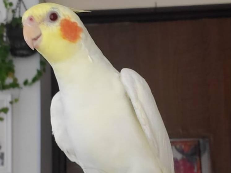 オカメインコちゃん オカメインコちゃん