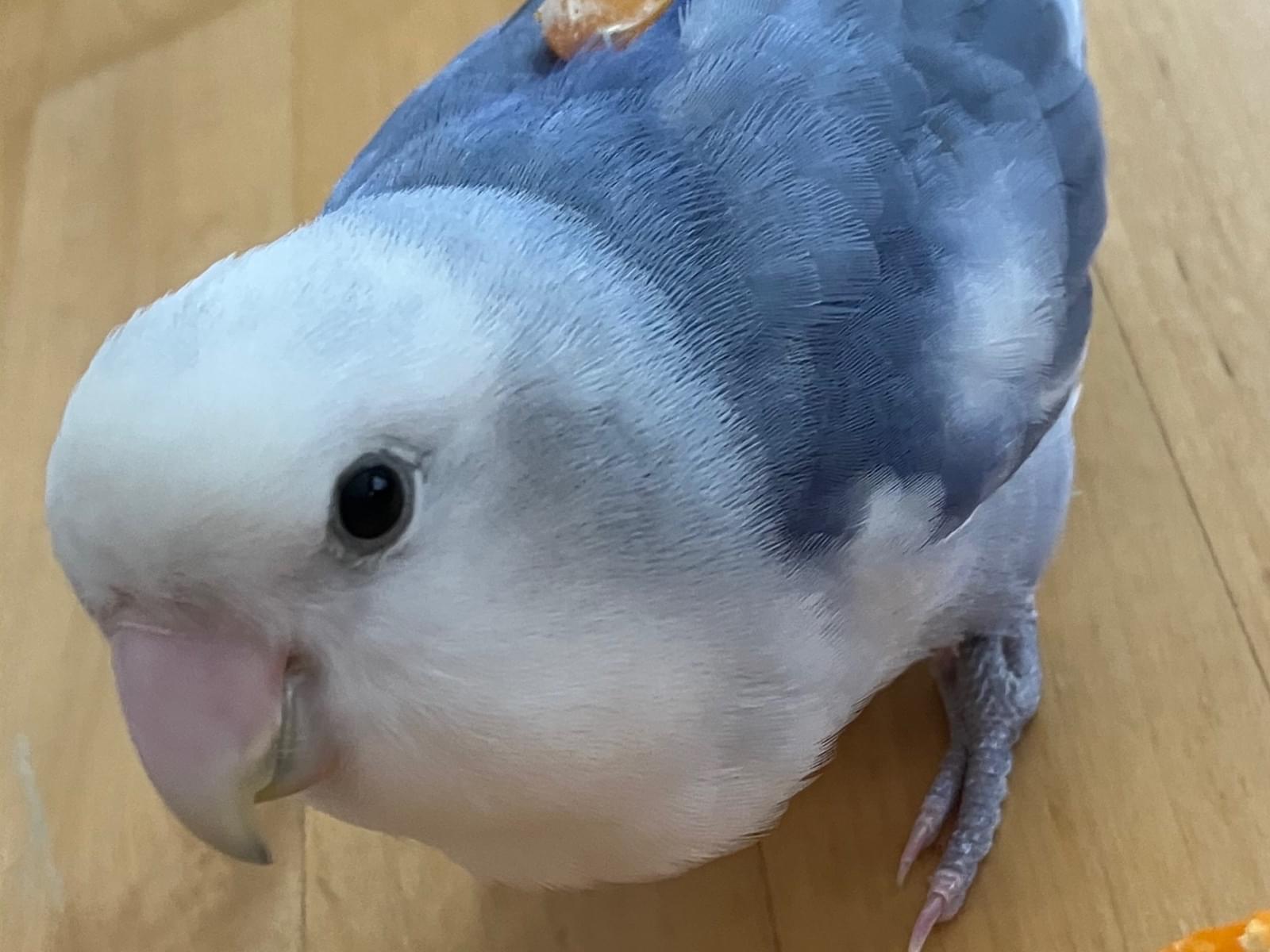 るるちゃん るるちゃん