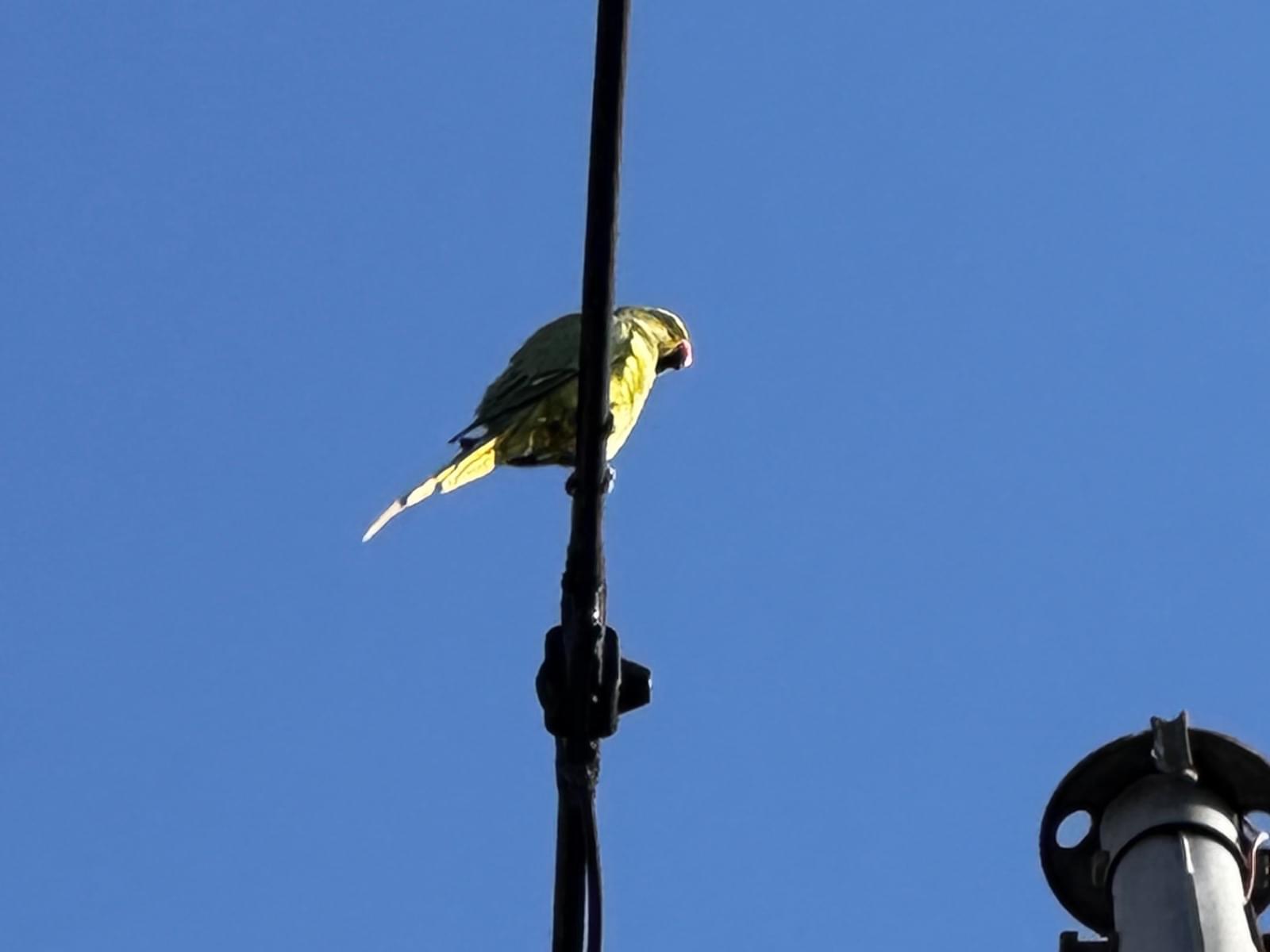 目撃された鳥 目撃された鳥