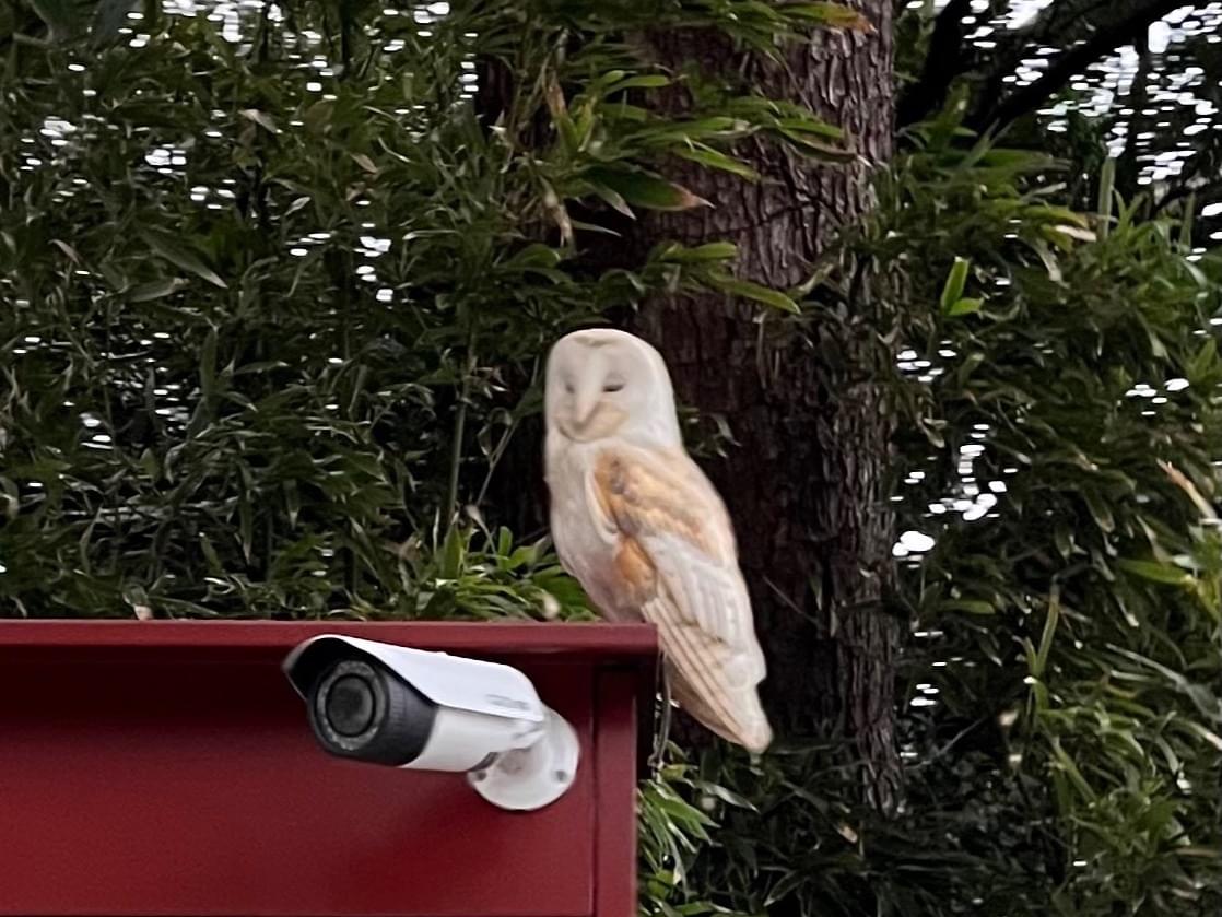 目撃された鳥 目撃された鳥
