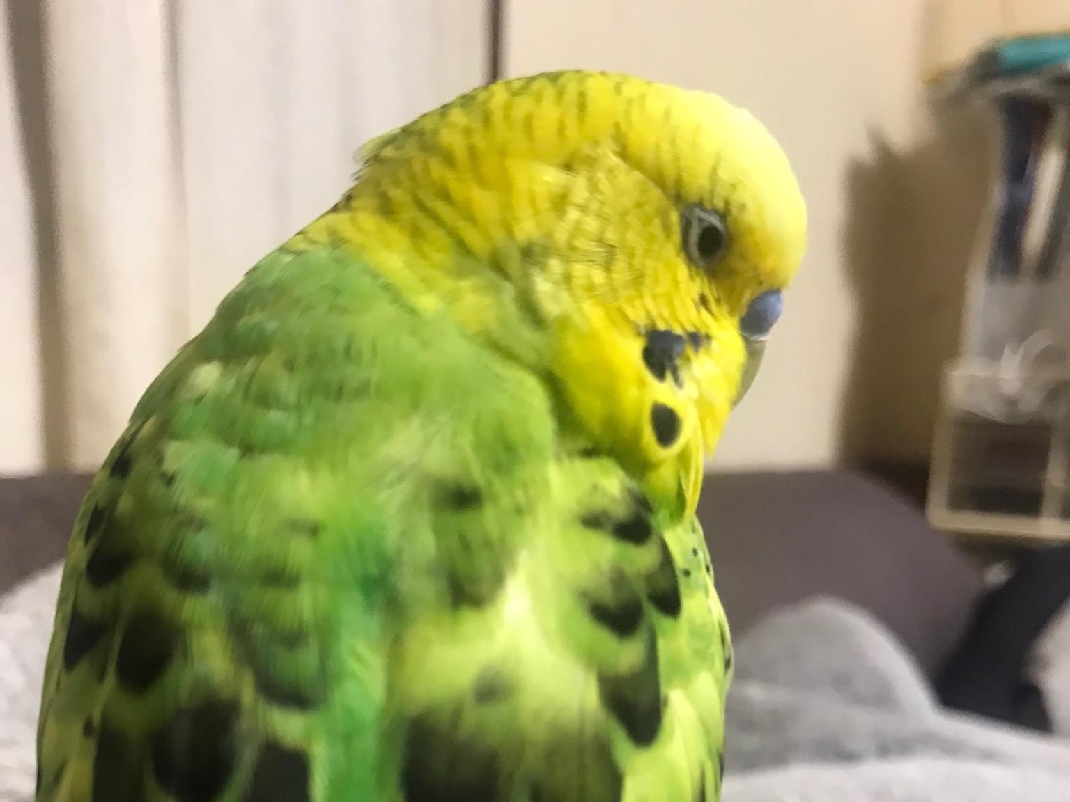 ムギちゃん ムギちゃん