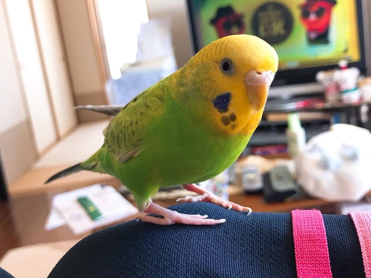 ぷうこちゃん ぷうこちゃん
