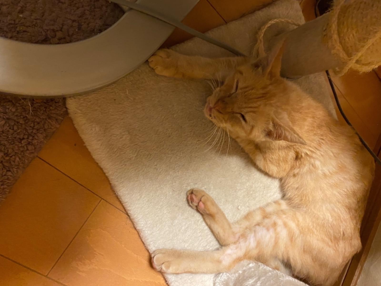 保護された猫 保護された猫