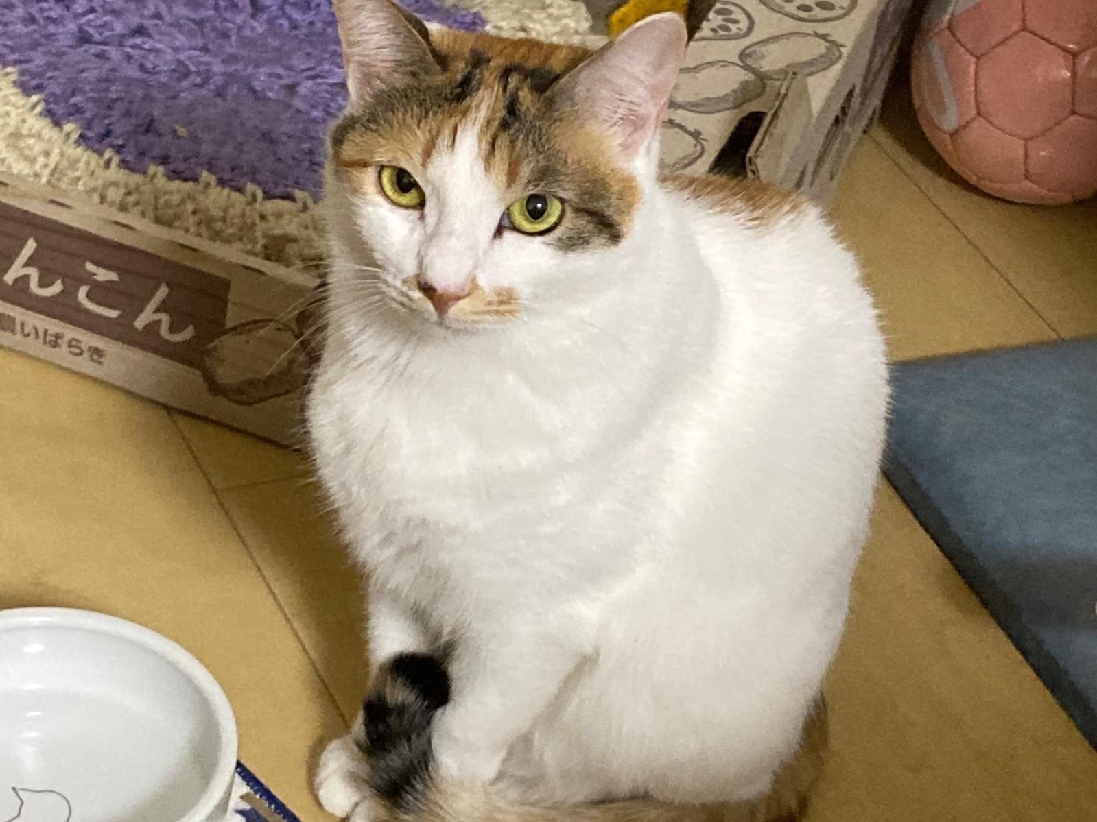 まうむちゃん