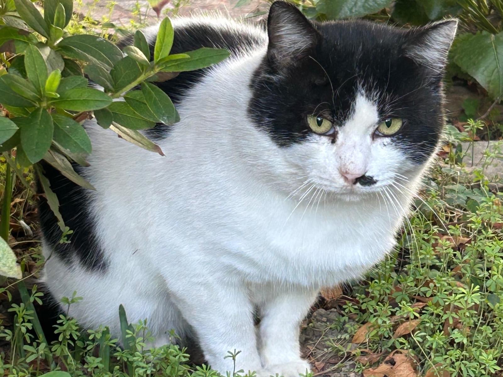 目撃された猫