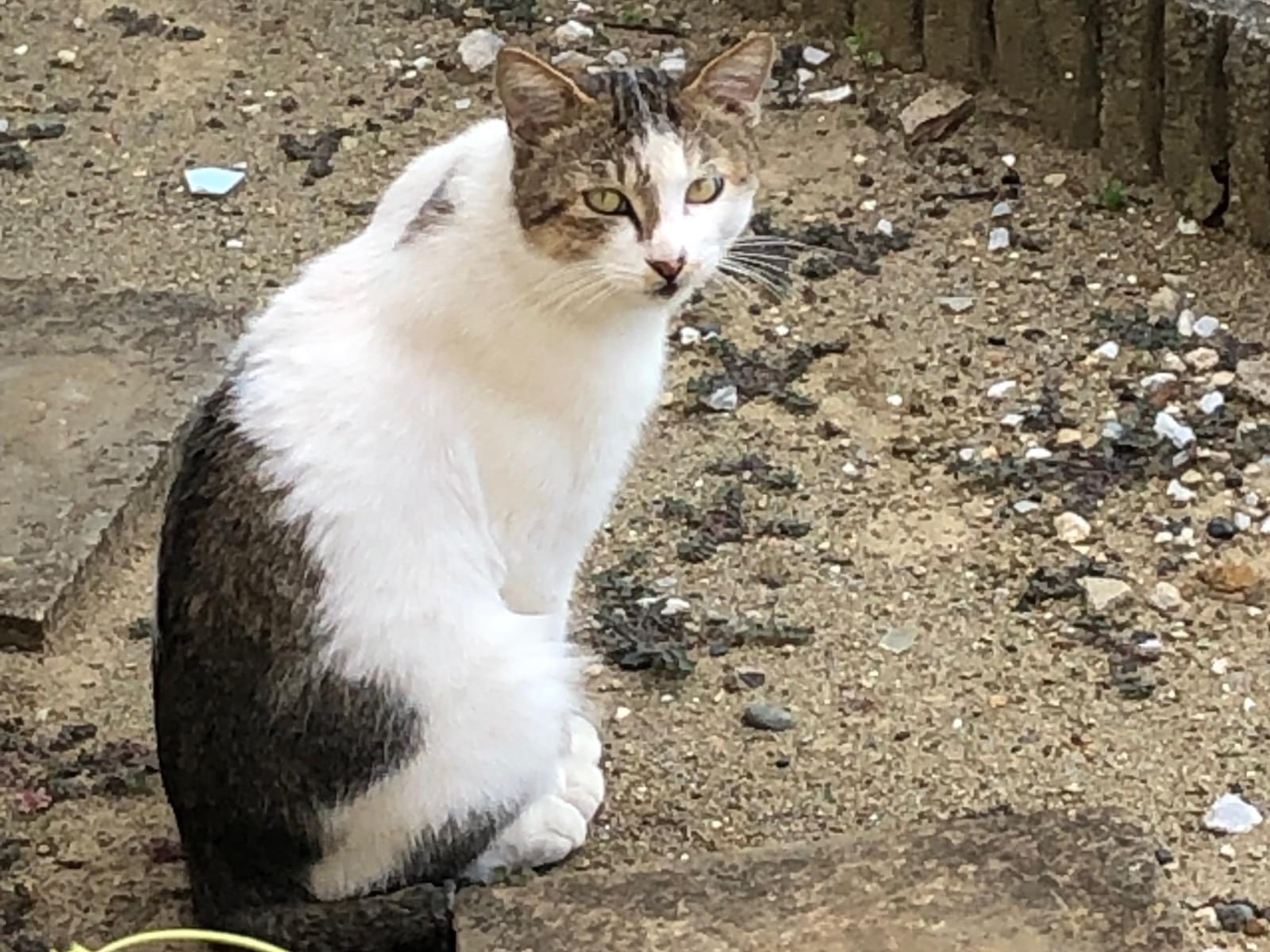 目撃された猫 目撃された猫