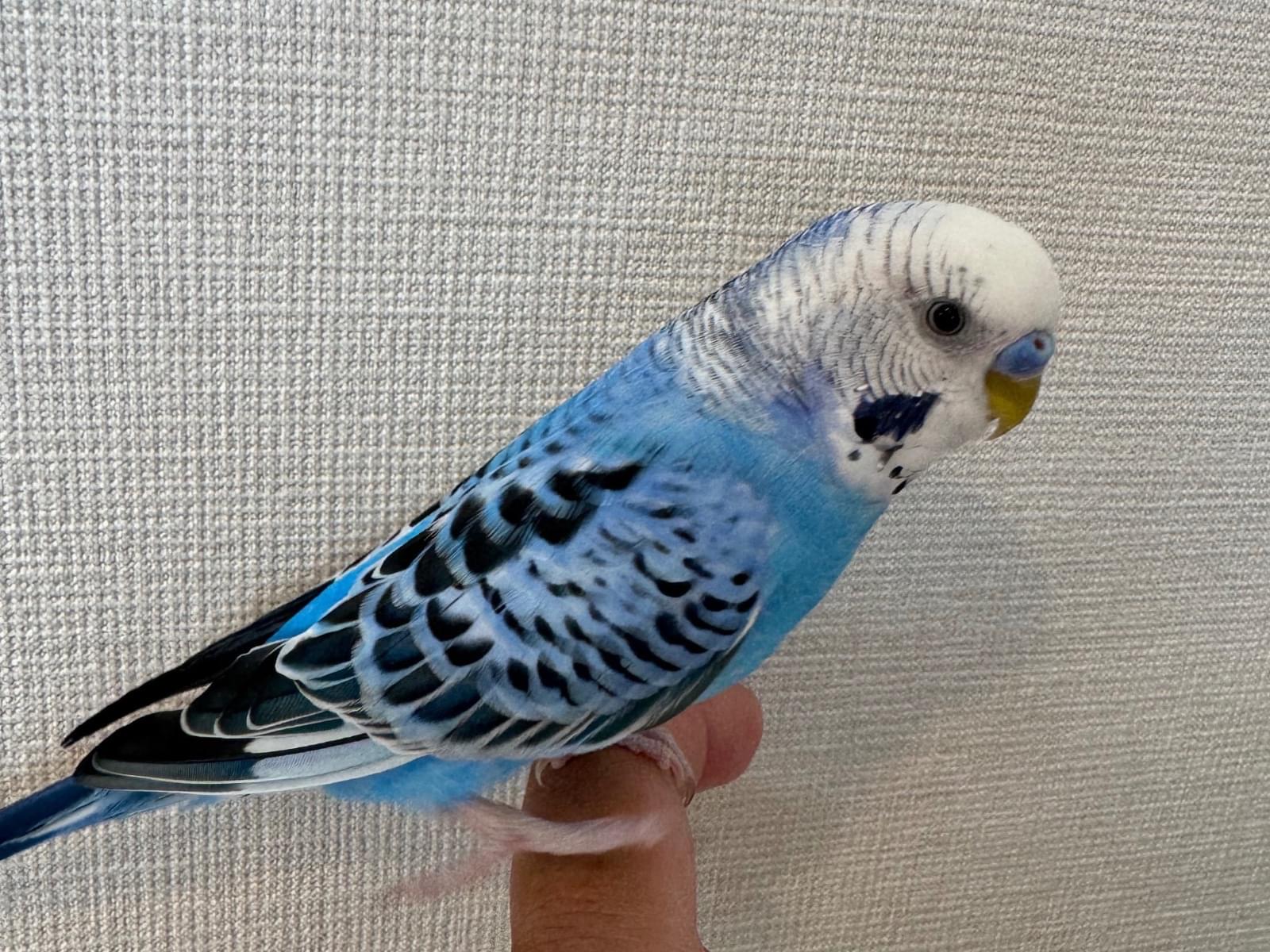 ふうちゃん ふうちゃん