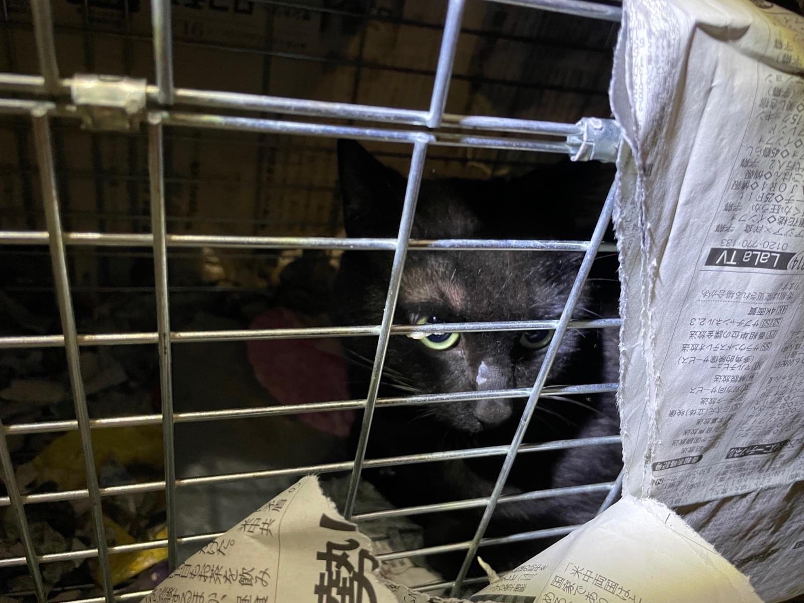 保護された猫