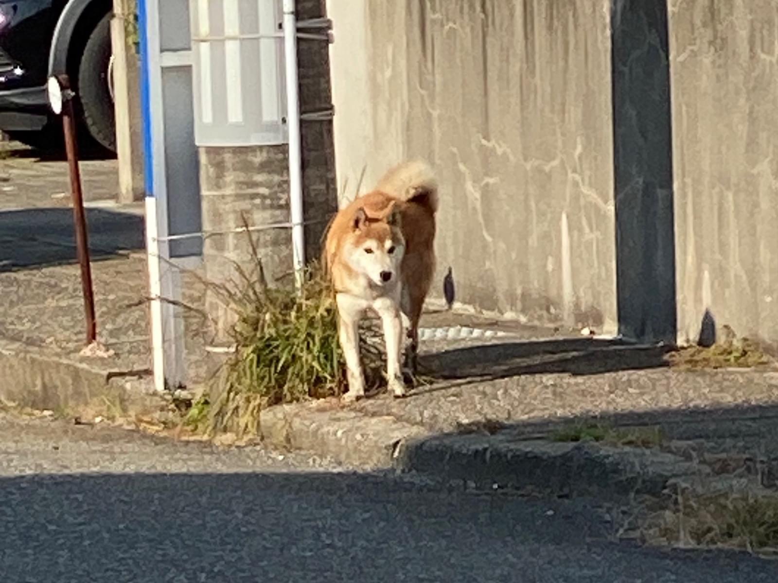 目撃された犬