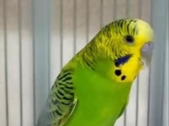 保護された鳥 保護された鳥