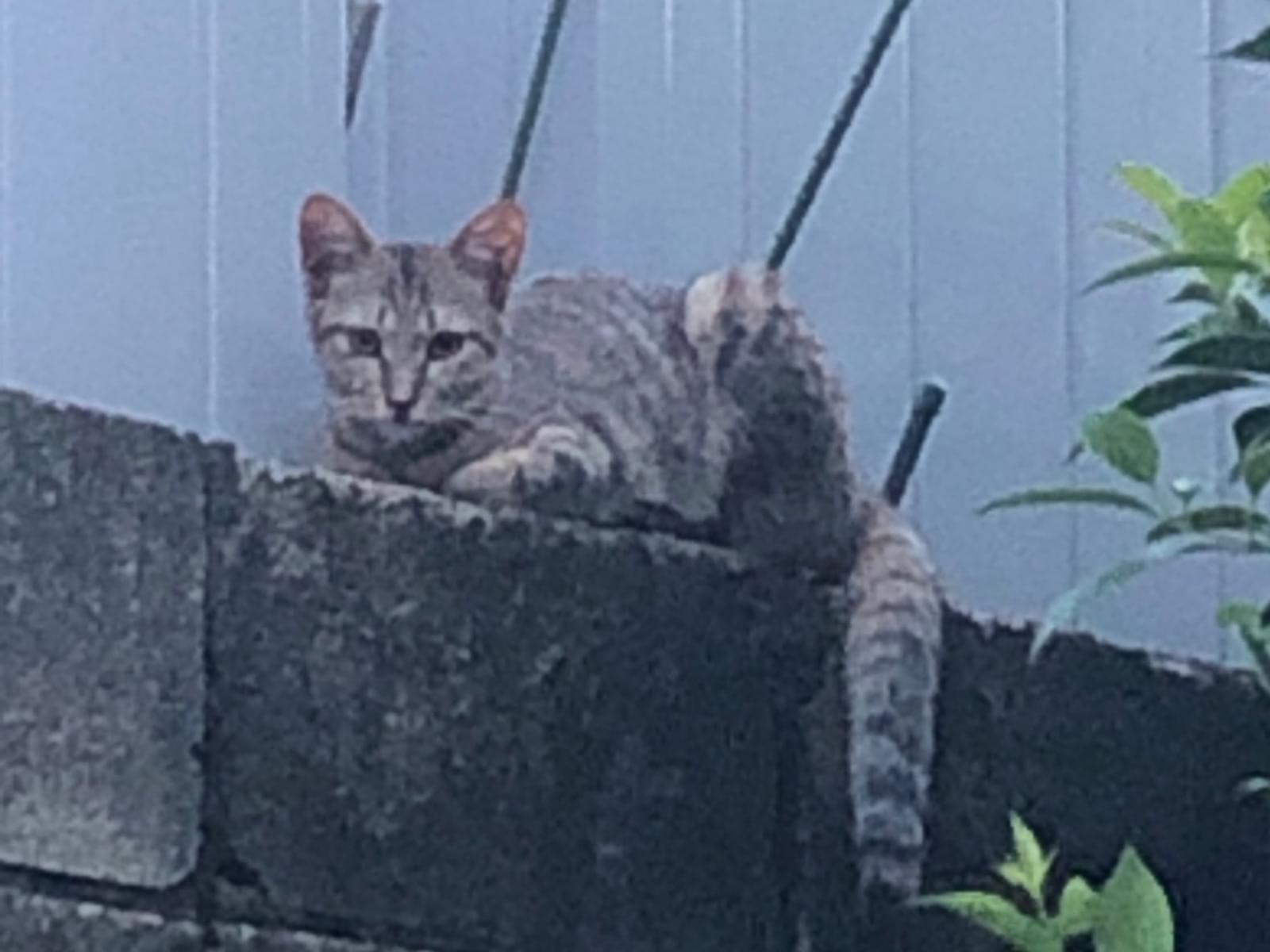 目撃された猫 目撃された猫